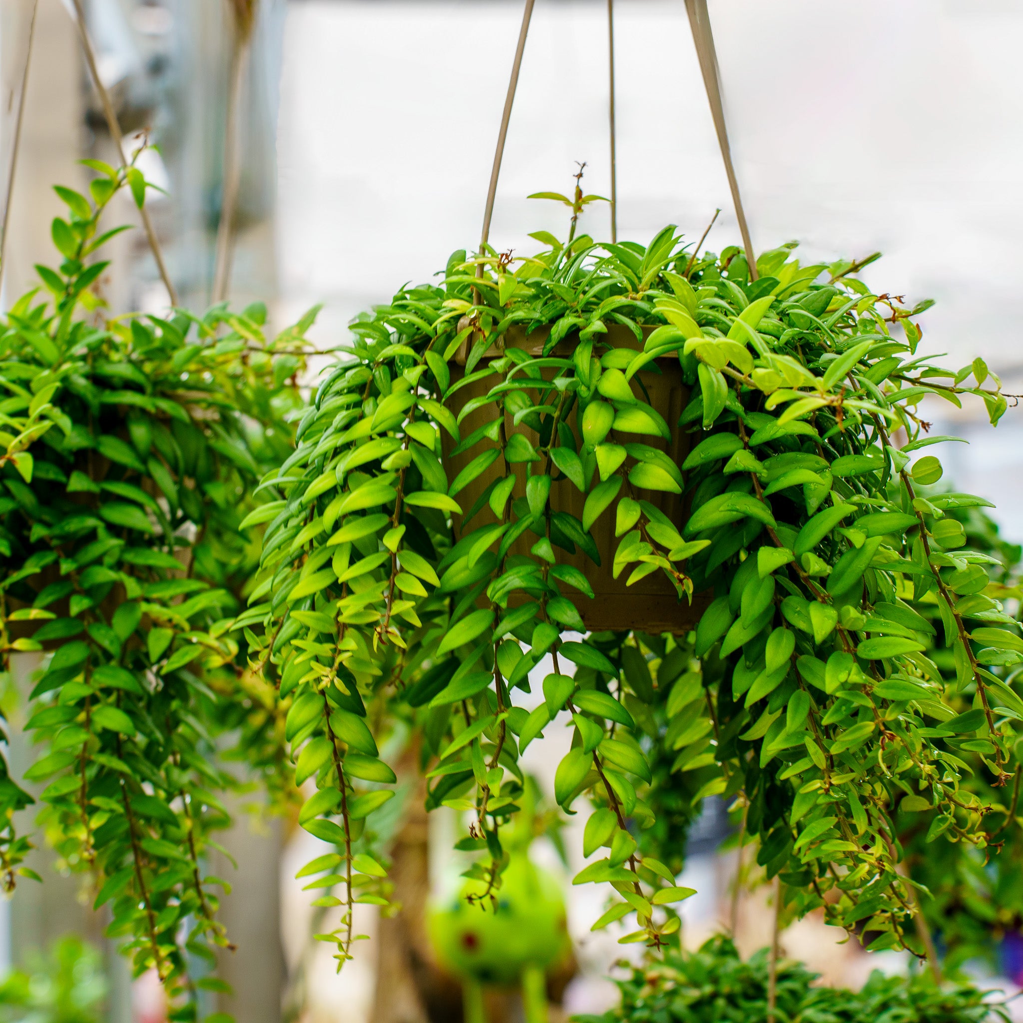 lipstick plant indoor or outdoor Lipstick Plant – Plant Detectives