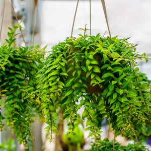 Lipstick Plant - Other Houseplants - Houseplants