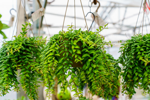 Lipstick Plant - Other Houseplants - Houseplants