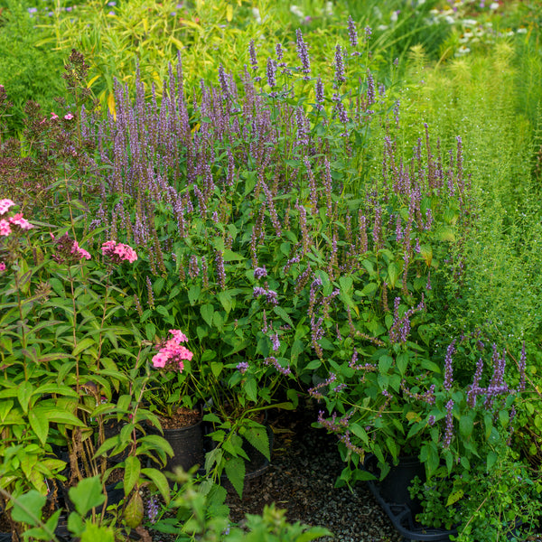 Little Adder Anise Hyssop