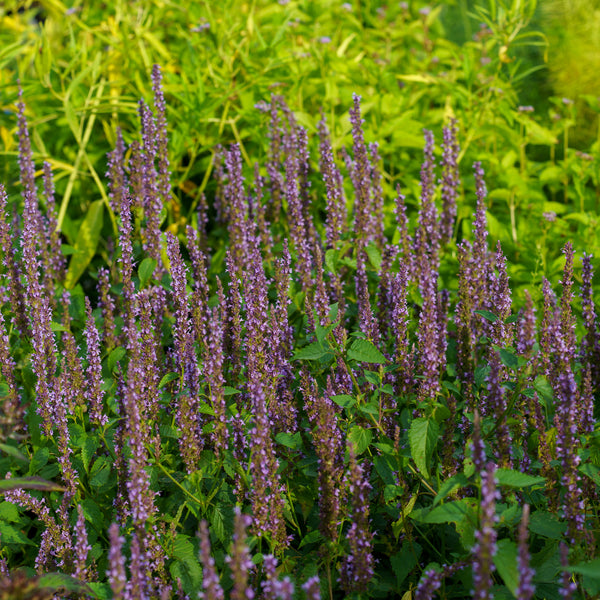 Little Adder Anise Hyssop