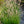 Load image into Gallery viewer, Little Bunny Dwarf Fountain Grass
