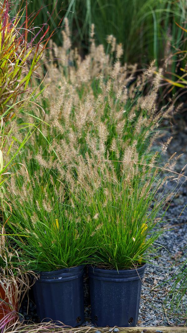 Little Bunny Dwarf Fountain Grass