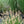 Load image into Gallery viewer, Little Bunny Dwarf Fountain Grass
