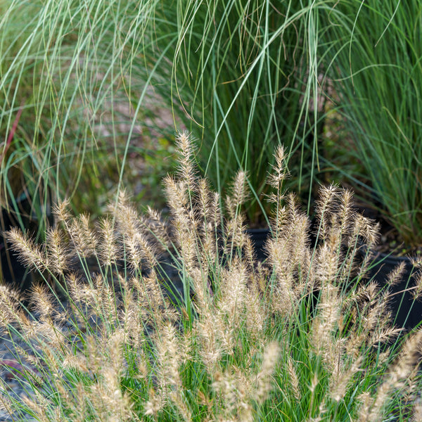 Little Bunny Dwarf Fountain Grass