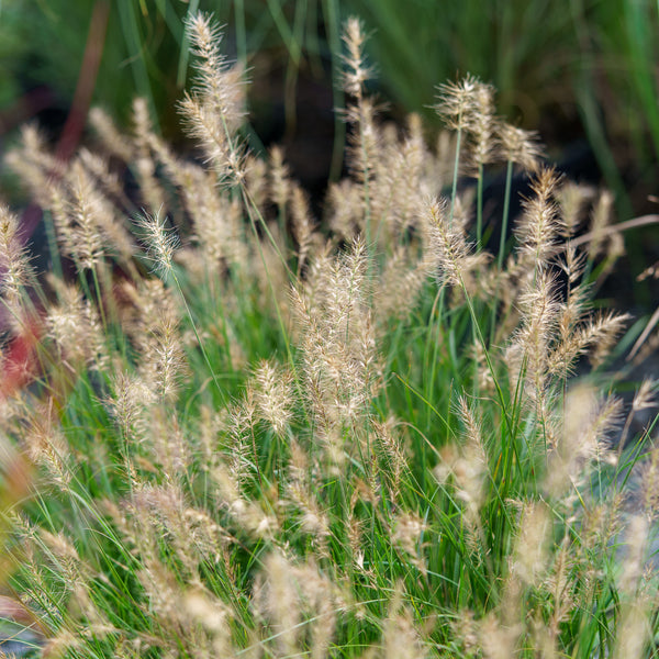 Little Bunny Dwarf Fountain Grass