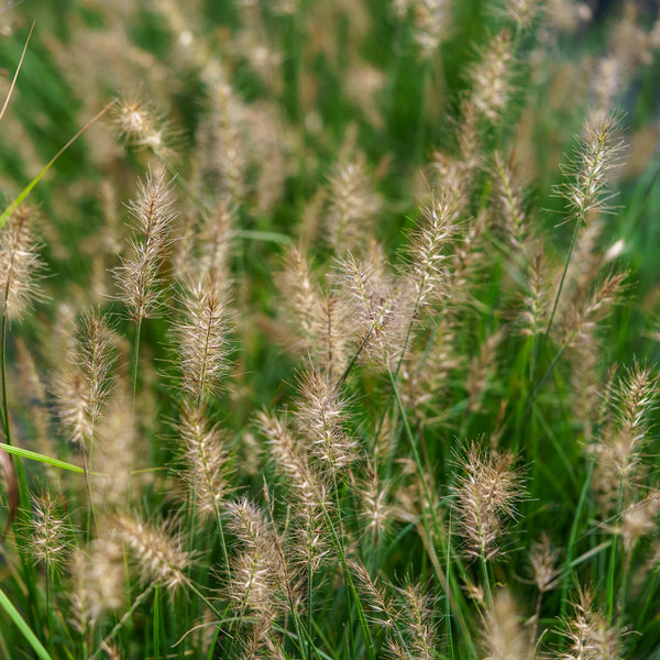 Little Bunny Dwarf Fountain Grass