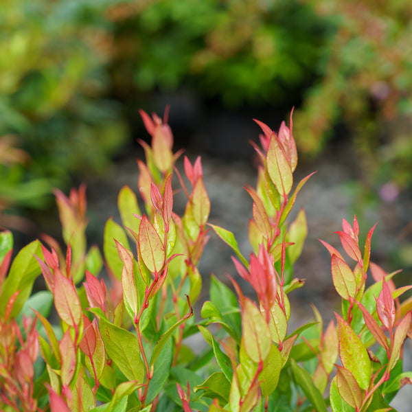 Little Flames Coast Leucothoe