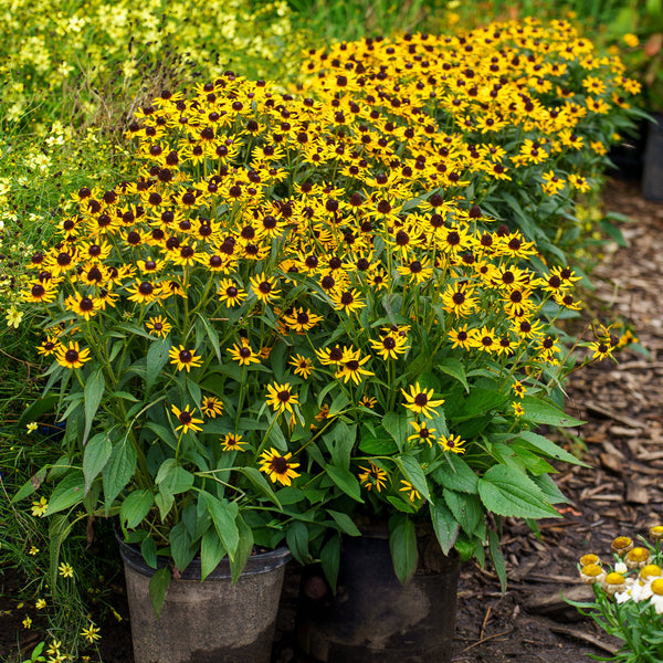 Little Goldstar Black-Eyed Susan