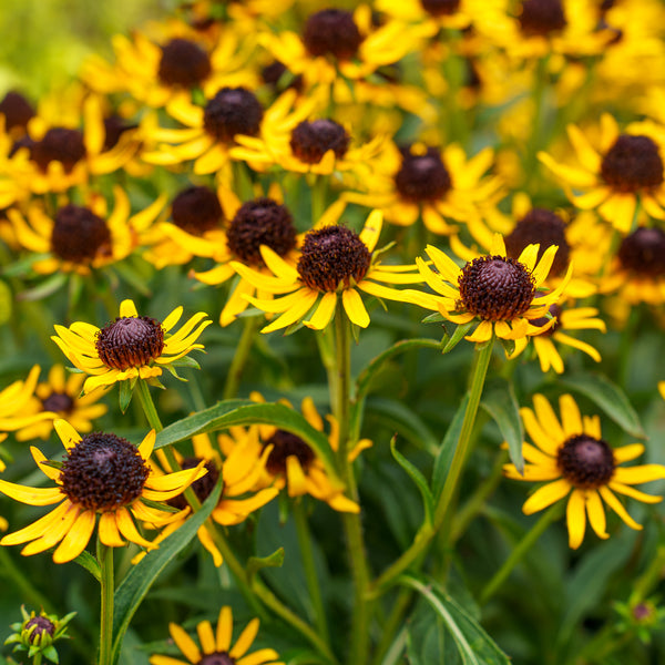 Little Goldstar Black-Eyed Susan