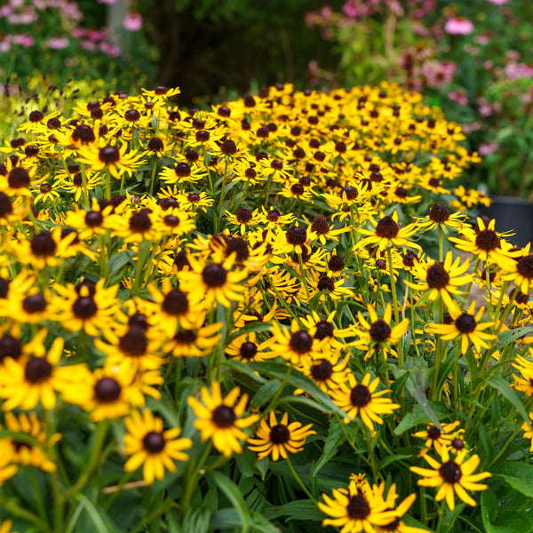 Little Goldstar Black-Eyed Susan