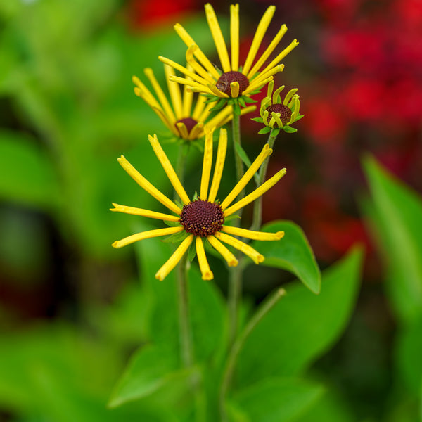 Little Henry Sweet Coneflower