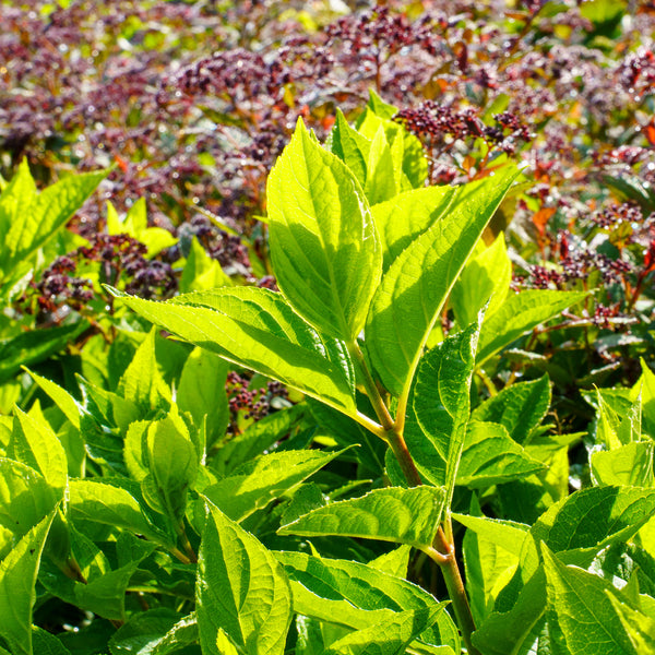 Little Lime Hardy Hydrangea - Hydrangea - Shrubs