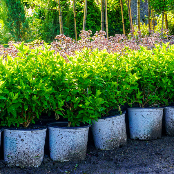 Little Lime Hardy Hydrangea - Hydrangea - Shrubs