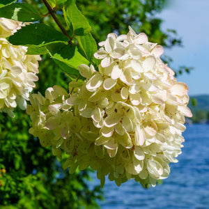 Little Lime Hardy Hydrangea - Hydrangea - Shrubs