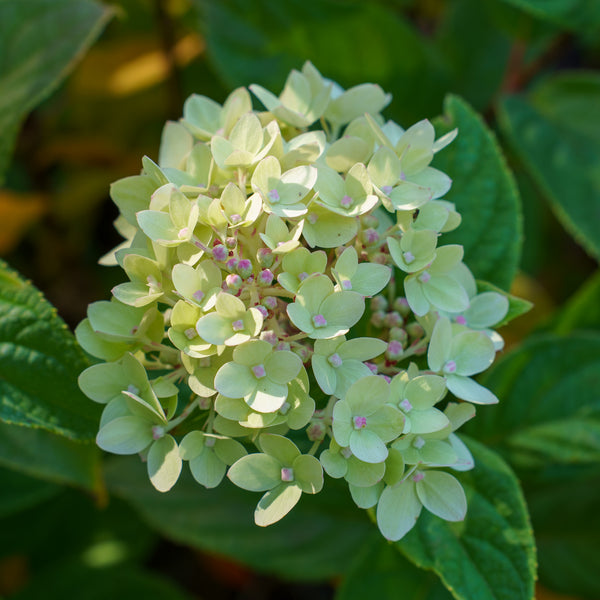 Little Lime Hardy Hydrangea