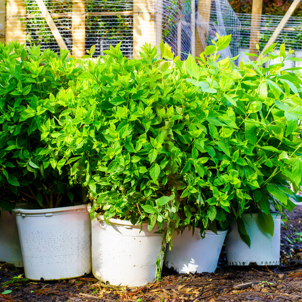 Little Lime Hardy Hydrangea - Hydrangea - Shrubs