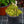 Load image into Gallery viewer, Little Miss Sunshine Stonecrop

