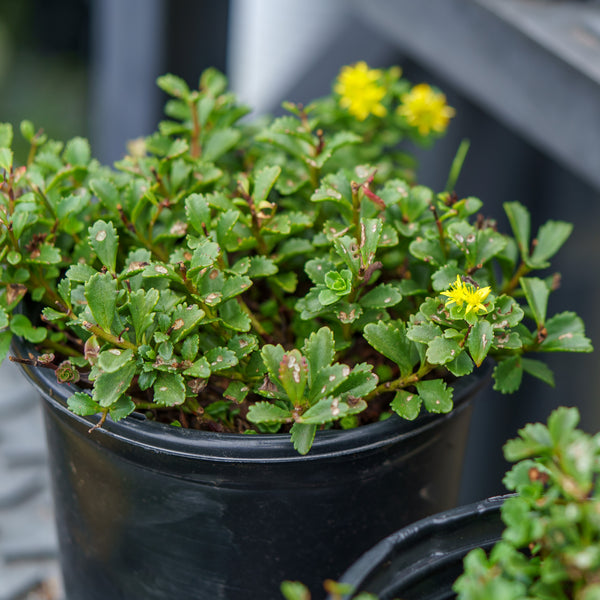 Little Miss Sunshine Stonecrop