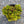 Load image into Gallery viewer, Little Miss Sunshine Stonecrop
