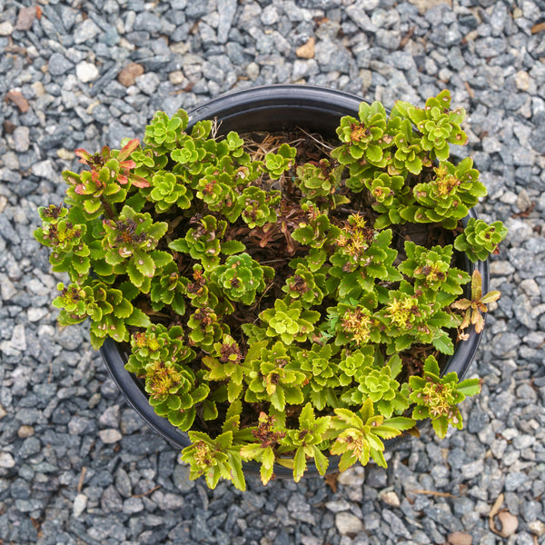 Little Miss Sunshine Stonecrop