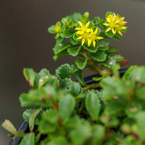 Little Miss Sunshine Stonecrop