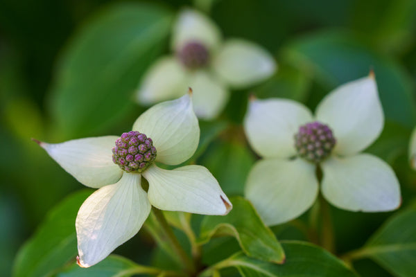 Little Poncho Dogwood - Dogwood Tree - Flowering Trees