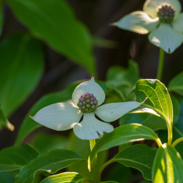 Little Poncho Dogwood - Dogwood Tree - Flowering Trees