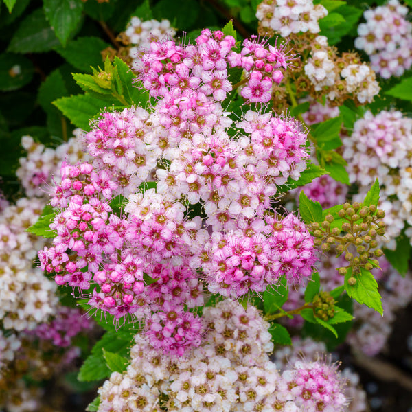 Little Princess Spirea