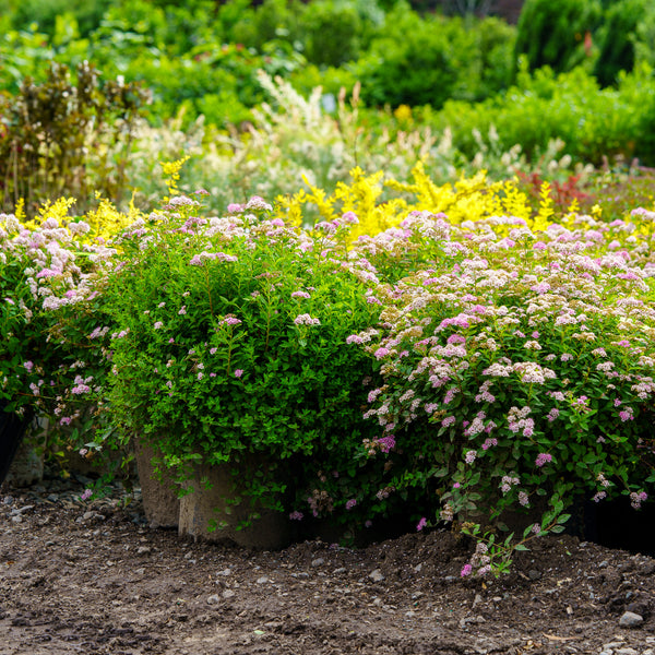 Little Princess Spirea