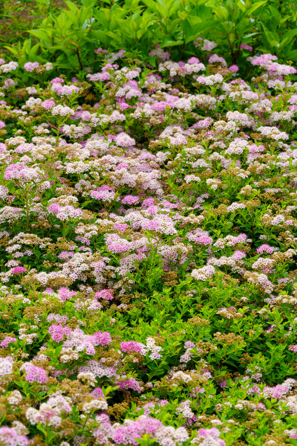 Little Princess Spirea