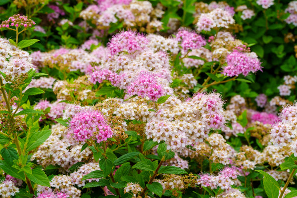 Little Princess Spirea