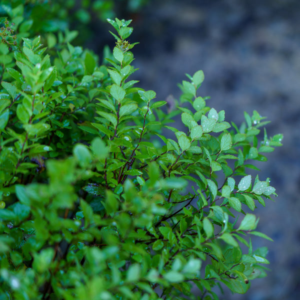 Little Princess Spirea