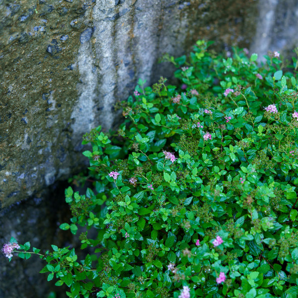 Little Princess Spirea