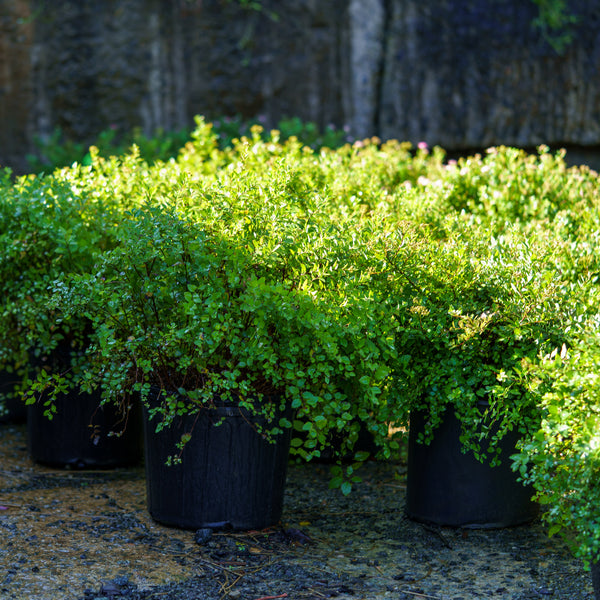 Little Princess Spirea