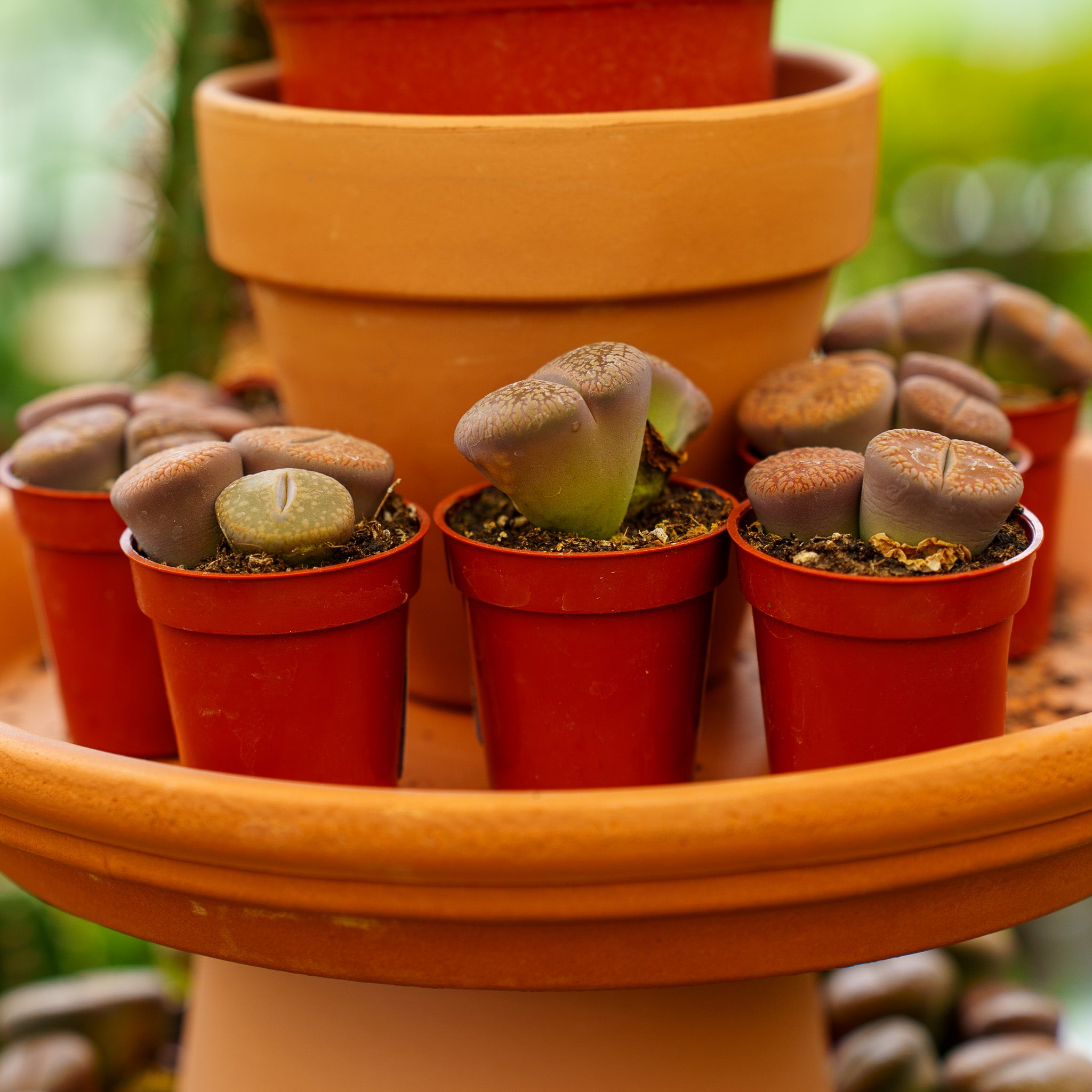 mimicry succulent 2.5 Inch Mimicry Succulents – Plant Detectives