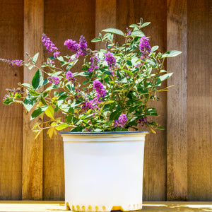 Lo & Behold Blue Chip Jr. Butterfly Bush - Butterfly Bush - Shrubs