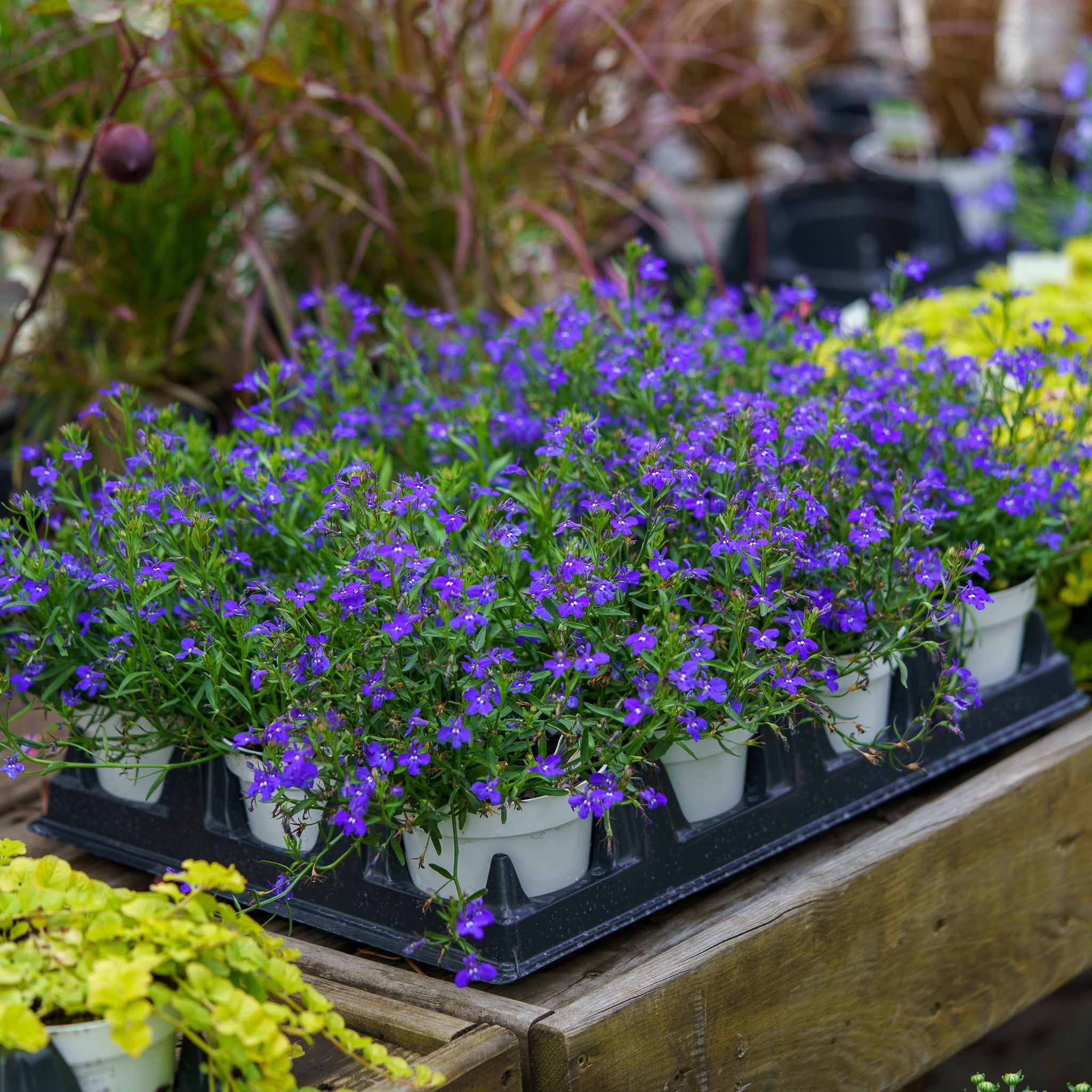 lobelia indoor plant Annual Lobelia – Plant Detectives