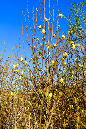 Lois Magnolia - Magnolia - Flowering Trees