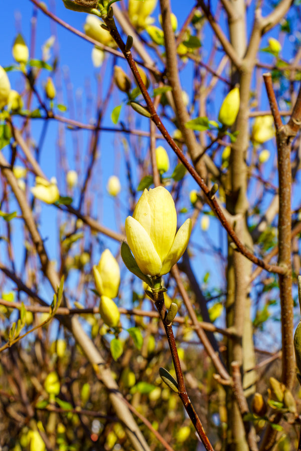 Lois Magnolia - Magnolia - Flowering Trees