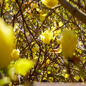 Lois Magnolia - Magnolia - Flowering Trees