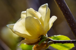 Lois Magnolia - Magnolia - Flowering Trees