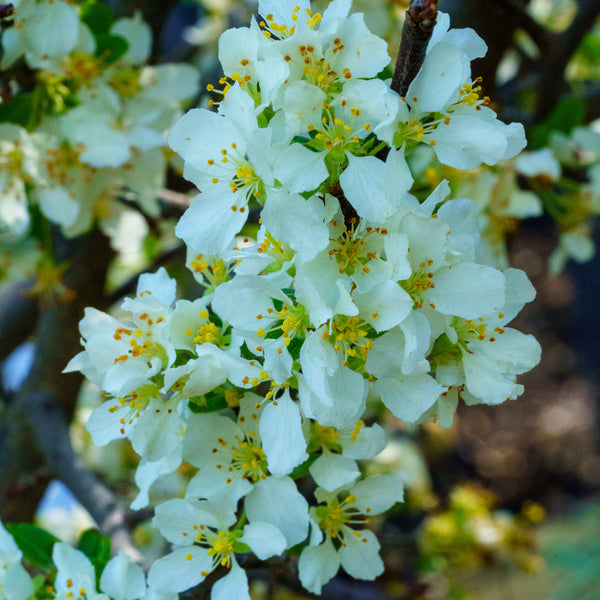 Lollipop Japanese Crabapple - Crabapple - Flowering Trees