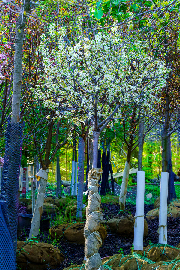 lollipop lavender tree Lollipop Crabapple – Plant Detectives