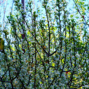 Lollipop Japanese Crabapple - Crabapple - Flowering Trees