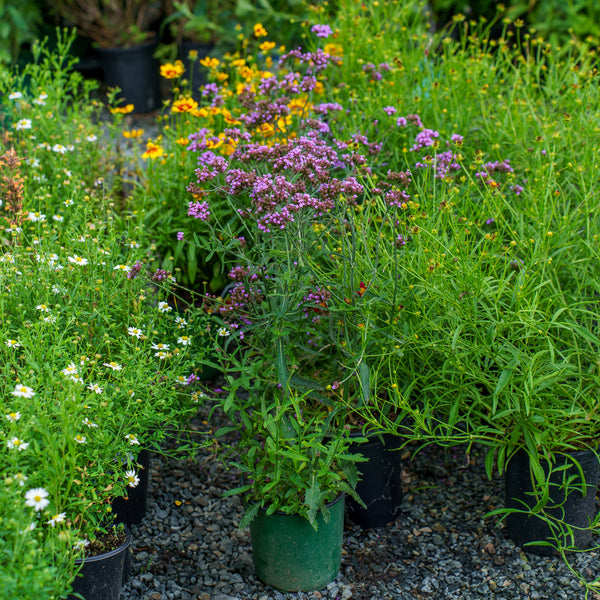 Lollipop Verbena