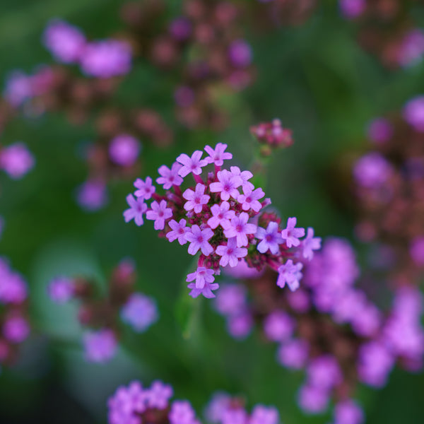 Lollipop Verbena