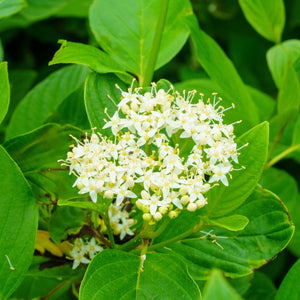 Low Scape Hedger Chokeberry - Chokeberry - Shrubs