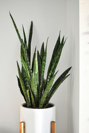 Snake Plant (Sansevieria)