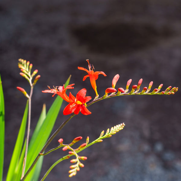 Lucifer Montbretia